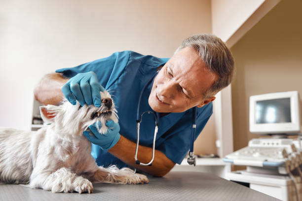 Best Emergency Dental Care for Broken or Chipped Teeth in Saxonburg, PA